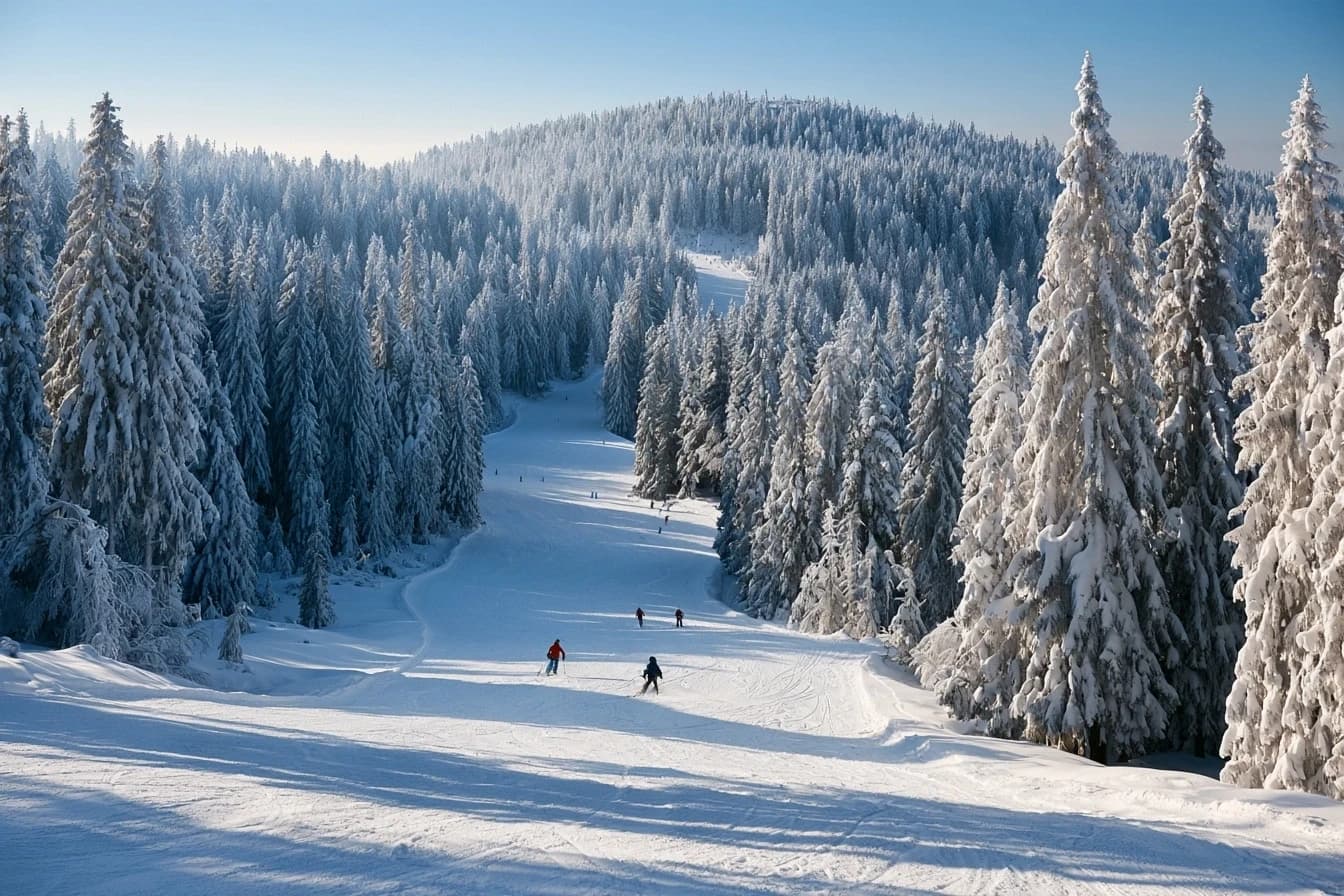 Skiers on a wide groomed slope through snowy spruce forest at Rogla, Pohorje, Slovenia